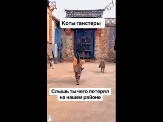 cats