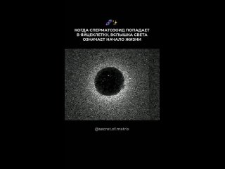 when the sperm enters the egg, a flash of light signifies the beginning of life
